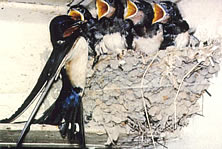 hirundo rustica