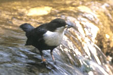 Wasseramsel im Wehrenbach