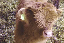 Schottisches Hochlandkalb
