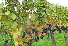 Pinot Nori mit Kirchenspitz