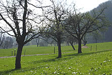 Hochstämmig Obstbäume