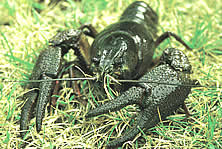 Der Edelkrebs