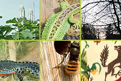 Bilder Programm Fruehsommer