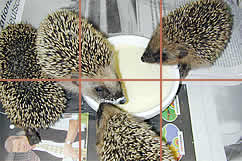 Familie Igel beim vespern