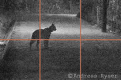 Der seltene Gast: Luchs in der Stadt