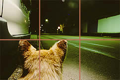In der Nacht gehoert die Stadt dem Fuchs