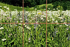 Eine Sommerwiese im Bluescht