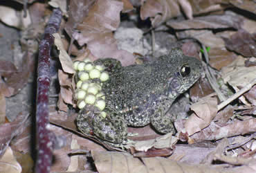 Gluehwuermchen_und_Gloegglifrosch
