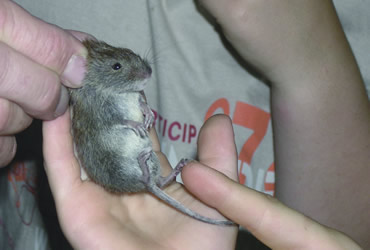 Maus Detail