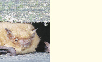 Biodiversität