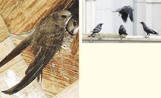 Biodiversität