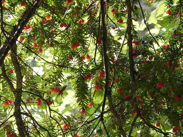 Eibe mit Beeren