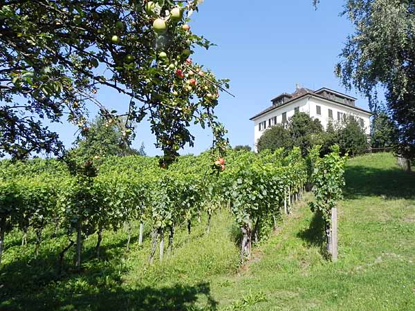 Weinberg am Bürgli