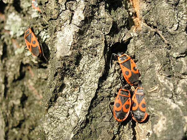 Feuerwanzen am Fuss der Linden
