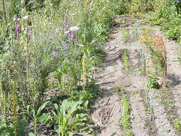 Gemüse und Wildblumen