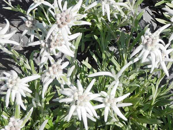 Edelweiss