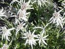 Pressebild für Edelweiss & Alpengarten