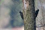 Pressebild für Spechte & Mittelwald