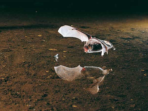 Wasserfledermaus