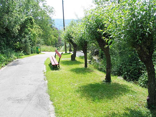 Kopfweiden am Oberlauf