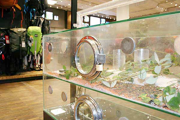 Blattschneiderameisen im Outdoor Laden