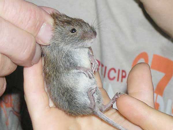 Maus