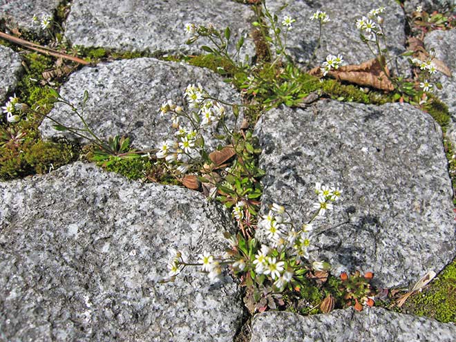 Frühlings-Hungerblümchen
