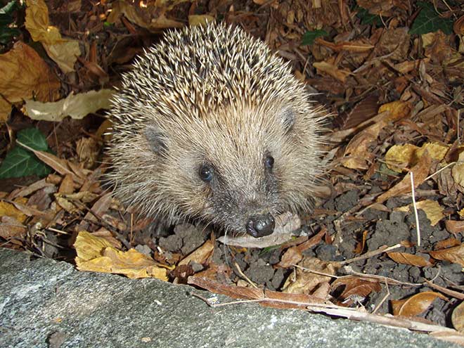 Igel
