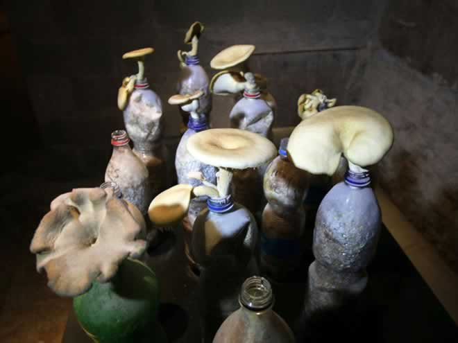Flaschenpilze