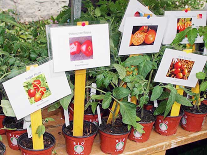 Topftomaten