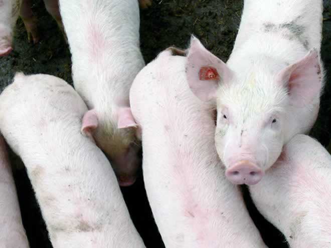  Schweine