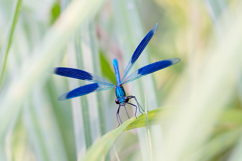 Prachtlibelle