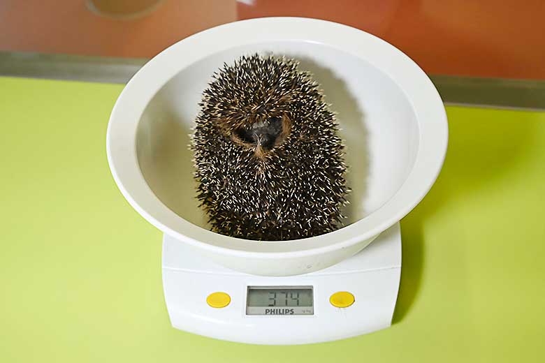 Igel auf Waage